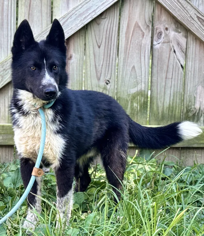 Klaus – Siberian Husky puppy for sale in Ashland, VA