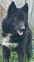 Raven, a female Siberian Husky for sale in Ashland, VA – 2 of 4