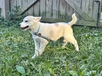 Pumpkin, a female Siberian Husky for sale in Ashland, VA – 5 of 5