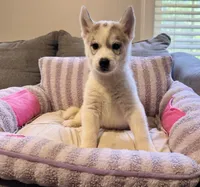 Nova, a male Siberian Husky for sale in Ashland, VA – 2 of 3