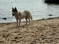 Rumor, a female Siberian Husky for sale in Ashland, VA – 4 of 4
