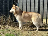 Viktor, a male Siberian Husky for sale in Ashland, VA – 3 of 3