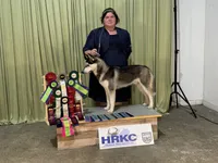 UKC CH AKC ptd Oden, a male Siberian Husky for sale in Ashland, VA – 5 of 7