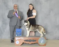 Oreo, a female Siberian Husky for sale in Ashland, VA – 2 of 4