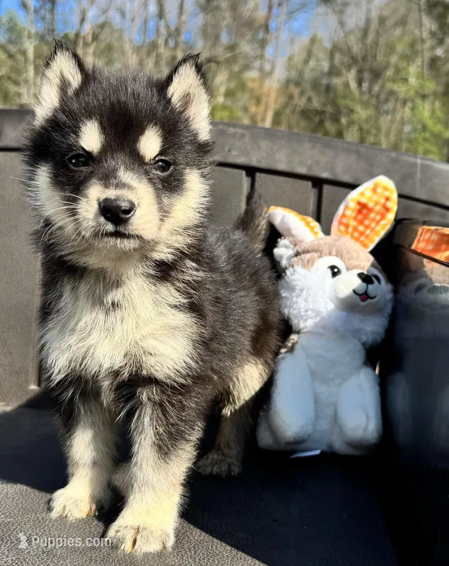 Poe – Siberian Husky puppy for sale in Doswell, VA