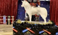 UKC CH Faith OFA Eyes Normal, a female Siberian Husky for sale in Ashland, VA – 2 of 6