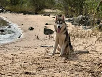 Kali, a female Siberian Husky for sale in Ashland, VA – 3 of 3