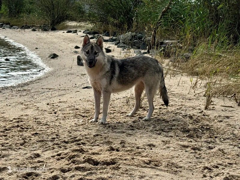 Whisper – Siberian Husky puppy for sale in Ashland, VA