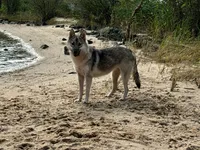 Whisper, a female Siberian Husky for sale in Ashland, VA – 1 of 3