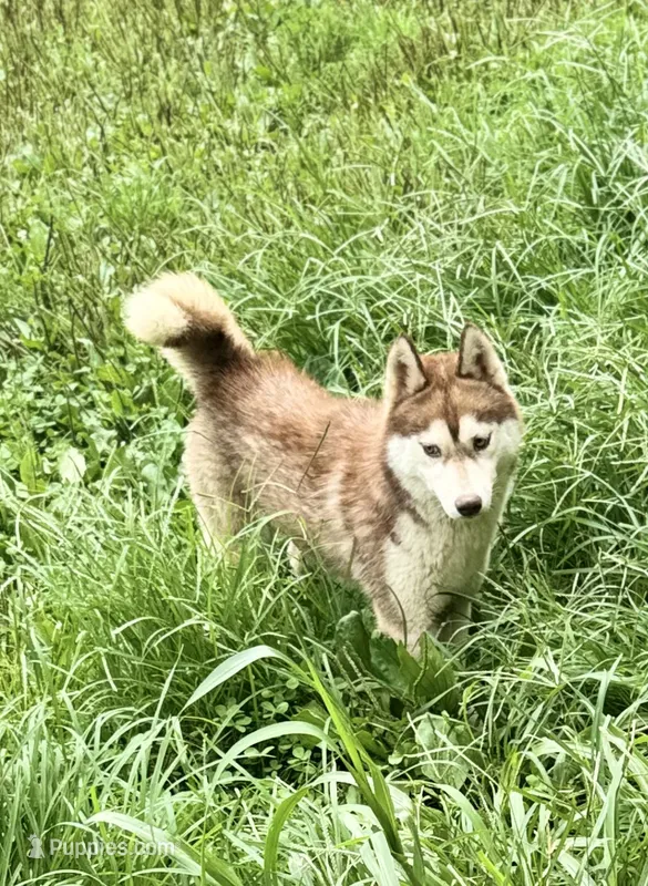Tsunagi – Siberian Husky puppy for sale in Ashland, VA