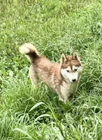 Tsunagi, a female Siberian Husky for sale in Ashland, VA – 1 of 4