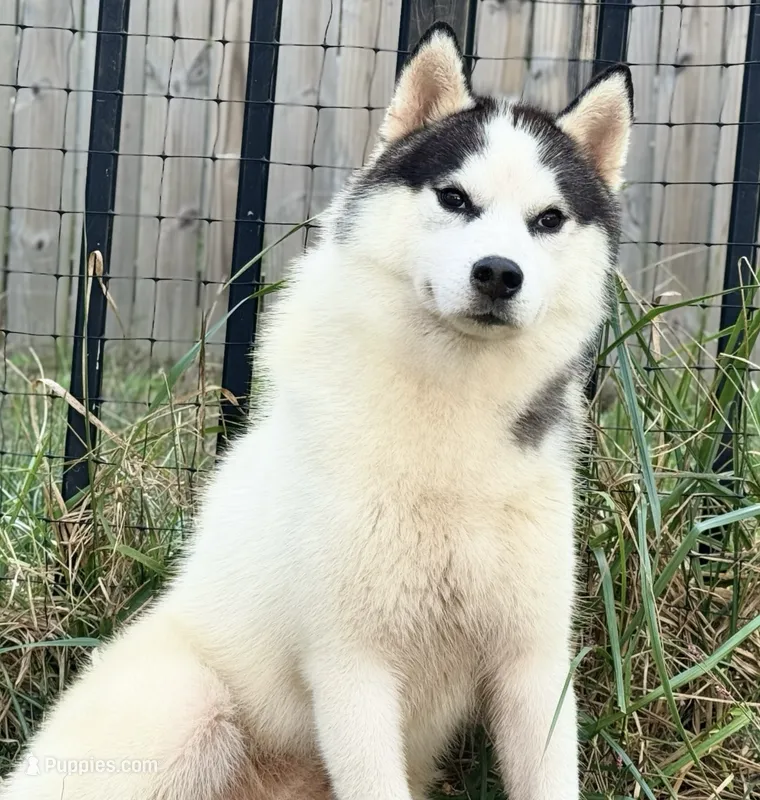 Carter – Siberian Husky puppy for sale in Ashland, VA
