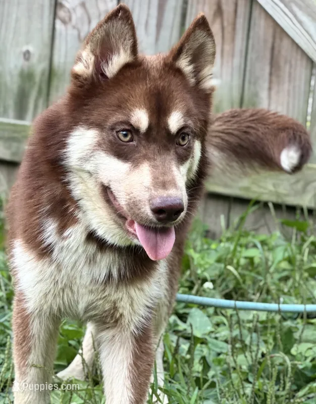 Quigley- Multi CH sired – Siberian Husky puppy for sale in Ashland, VA