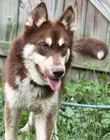 Quigley- Multi CH sired, a male Siberian Husky for sale in Ashland, VA – 1 of 3
