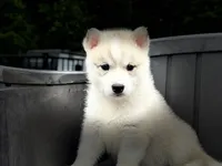 Daisy, a female Siberian Husky for sale in Ashland, VA – 4 of 5