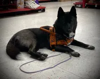 Service dog - Kiki, a female Siberian Husky for sale in Ashland, VA – 2 of 6