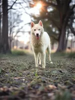 Hazel, a female Siberian Husky for sale in Ashland, VA – 2 of 2