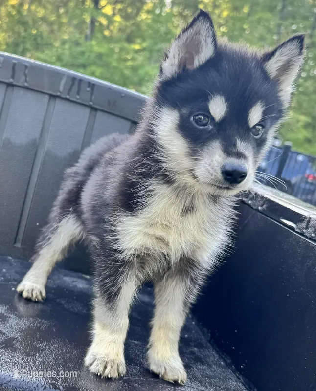 Poe – Siberian Husky puppy for sale in Doswell, VA