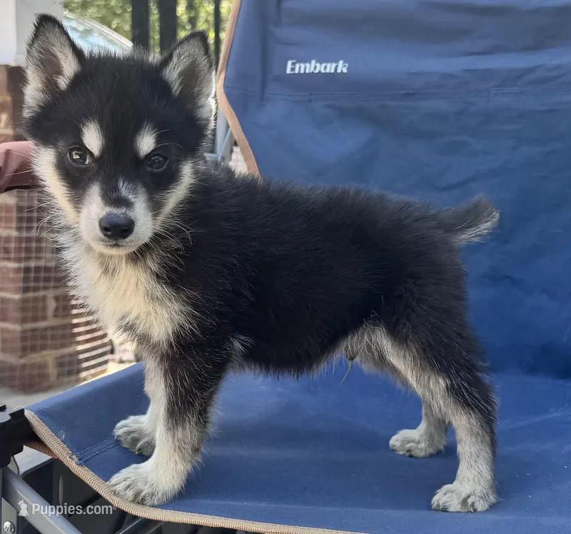 Poe – Siberian Husky puppy for sale in Doswell, VA