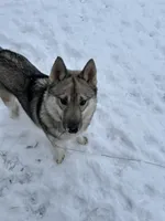 Whisper, a female Siberian Husky for sale in Ashland, VA – 2 of 6