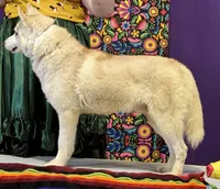 UKC Champion Rebel, a male Siberian Husky for sale in Ashland, VA – 2 of 3