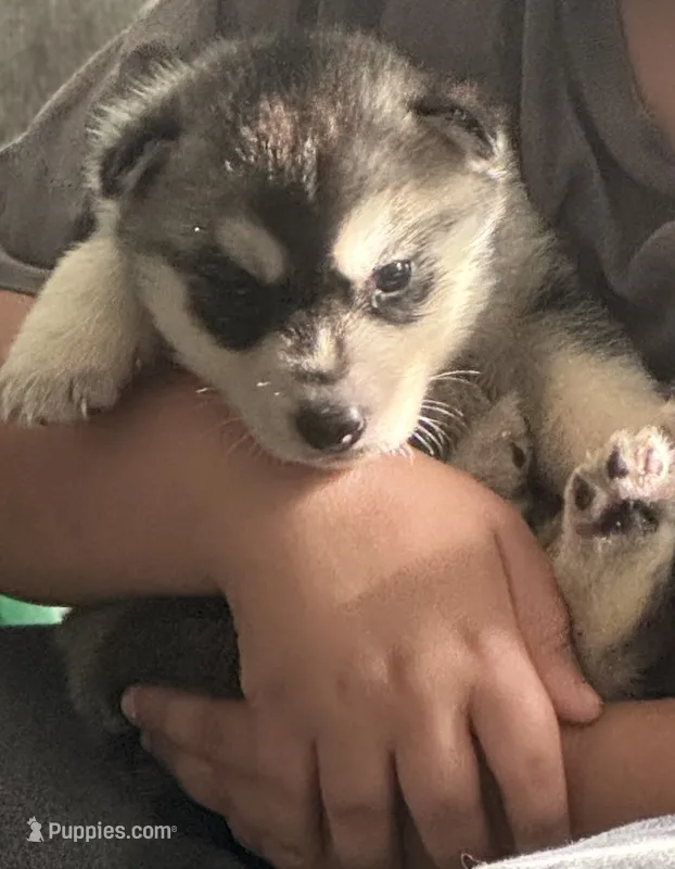 Lacy – Siberian Husky puppy for sale in Ashland, VA