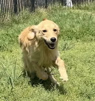 Loot, a female Golden Retriever for sale in Augusta, WV – 4 of 4