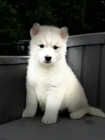 Daisy, a female Siberian Husky for sale in Ashland, VA – 5 of 5