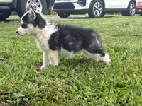 Charity, a female Siberian Husky for sale in Ashland, VA – 2 of 3