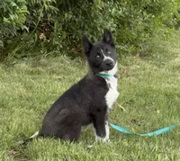 Klaus , a male Siberian Husky for sale in Ashland, VA – 3 of 3