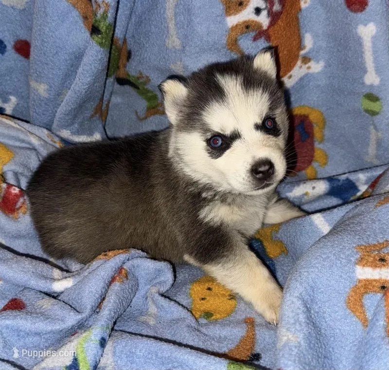 Zander – Siberian Husky puppy on hold in Doswell, VA