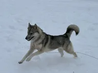 Whisper, a female Siberian Husky for sale in Ashland, VA – 3 of 6