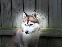 Tsunagi, a female Siberian Husky for sale in Ashland, VA – 3 of 4