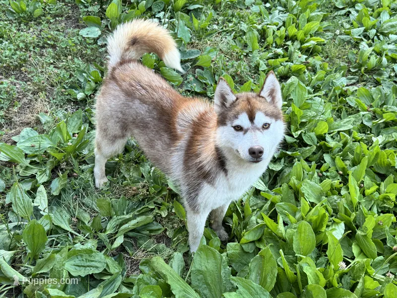 Multi CH sired -Tsunagi – Siberian Husky puppy for sale in Ashland, VA