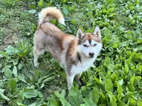 Multi CH sired -Tsunagi, a female Siberian Husky for sale in Augusta, WV – 1 of 5