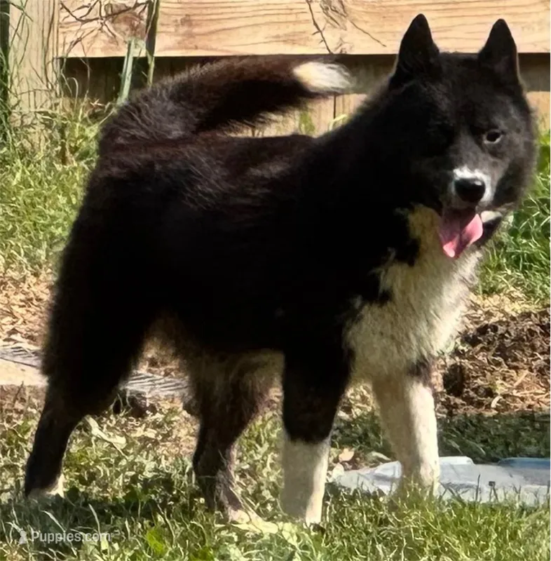 Cami – Siberian Husky puppy for sale in Ashland, VA