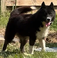 Cami, a female Siberian Husky for sale in Ashland, VA – 1 of 1