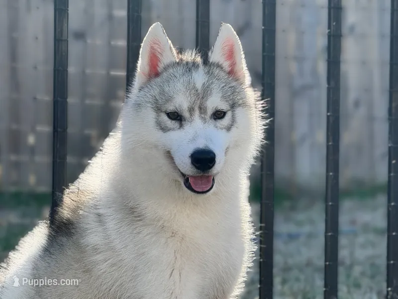 Benji-NEUTERED – Siberian Husky puppy for sale in Ashland, VA