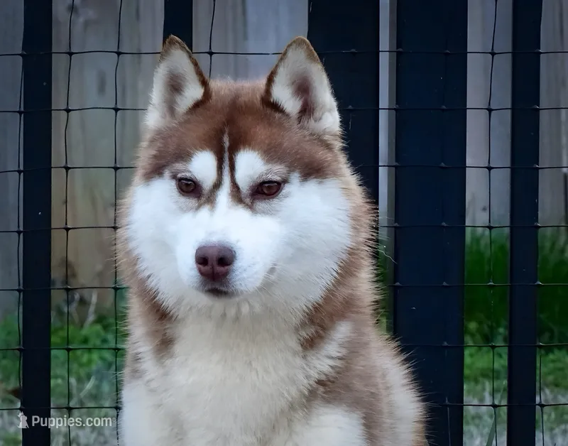 Misty – Siberian Husky puppy for sale in Ashland, VA