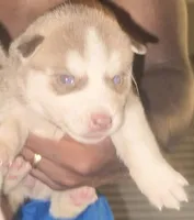 Journey , a female Siberian Husky for sale in Ashland, VA – 2 of 3