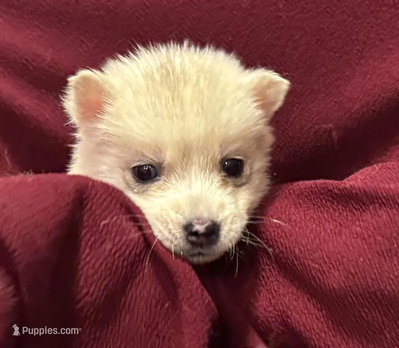Lila – Siberian Husky puppy for sale in Doswell, VA