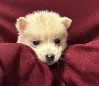 Lila, a female Siberian Husky for sale in Doswell, VA – Photo 1 of 3