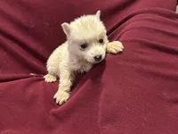 Lila, a female Siberian Husky for sale in Doswell, VA – Photo 3 of 3