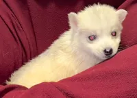 Lila, a female Siberian Husky for sale in Doswell, VA – Photo 2 of 3