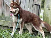 Quigley- Multi CH sired, a male Siberian Husky for sale in Ashland, VA – 3 of 3