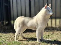 UKC CH Faith OFA Eyes Normal, a female Siberian Husky for sale in Ashland, VA – 4 of 6