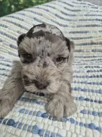 Patches chocolate merle , a male Miniature Schnauzer for sale in Mount Carmel, TN – 4 of 4