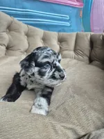 Blue Merle boy, a male Miniature Schnauzer for sale in Mount Carmel, TN – 5 of 5