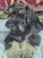 Sterling boy, a male Miniature Schnauzer for sale in Mount Carmel, TN – Photo 1 of 5