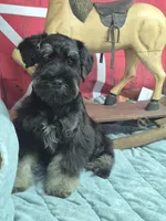 Sterling boy, a male Miniature Schnauzer for sale in Mount Carmel, TN – Photo 2 of 5